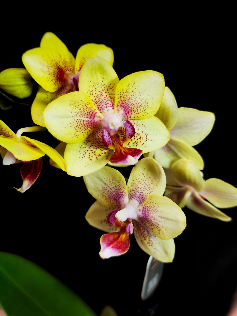 Орхидея Фаленопсис Мини Помпей (Phalaenopsis Multiflora Pompea) D6см