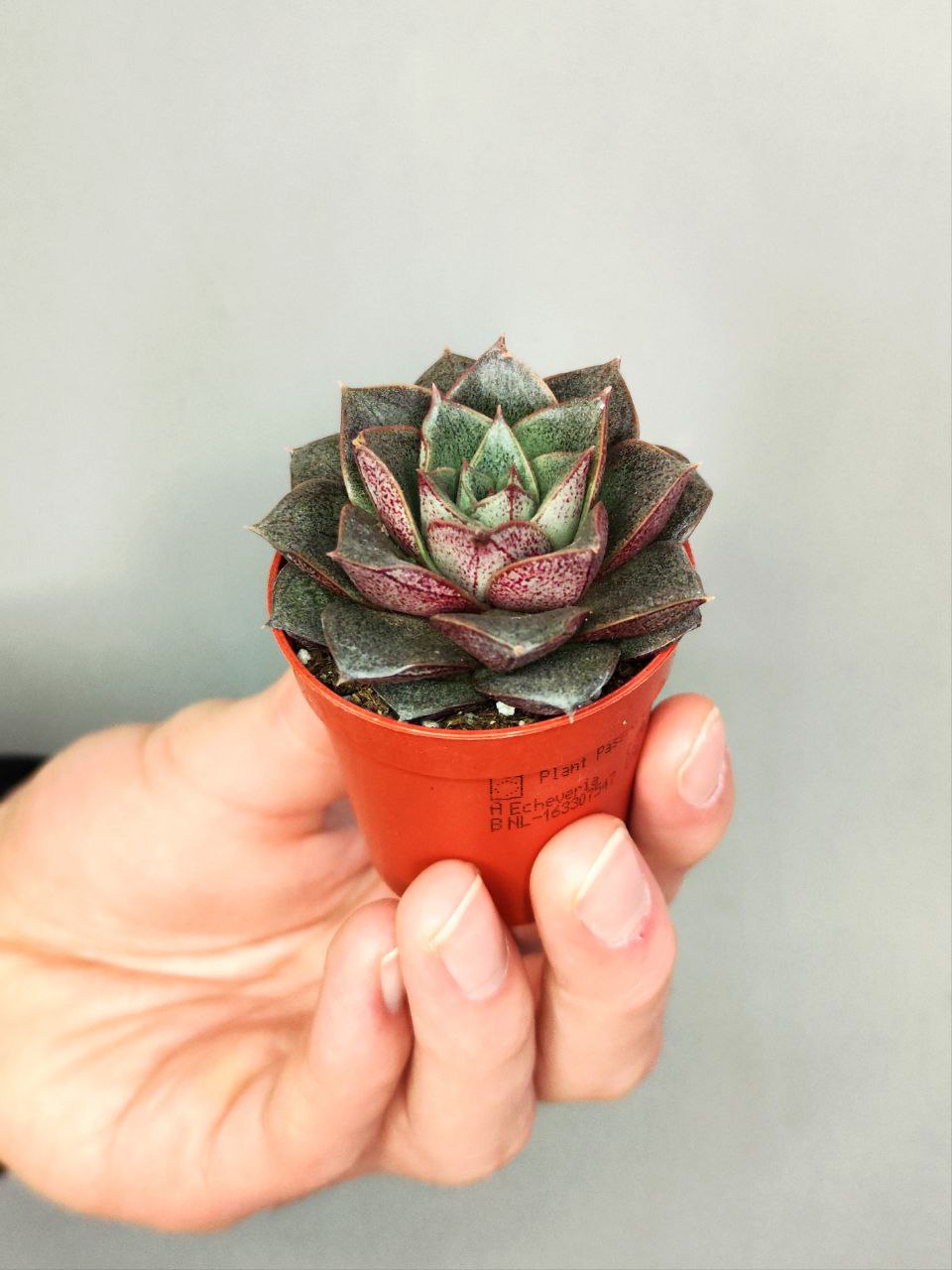 Эхеверия Пурпузорум (Echeveria Purpusorum) D5см