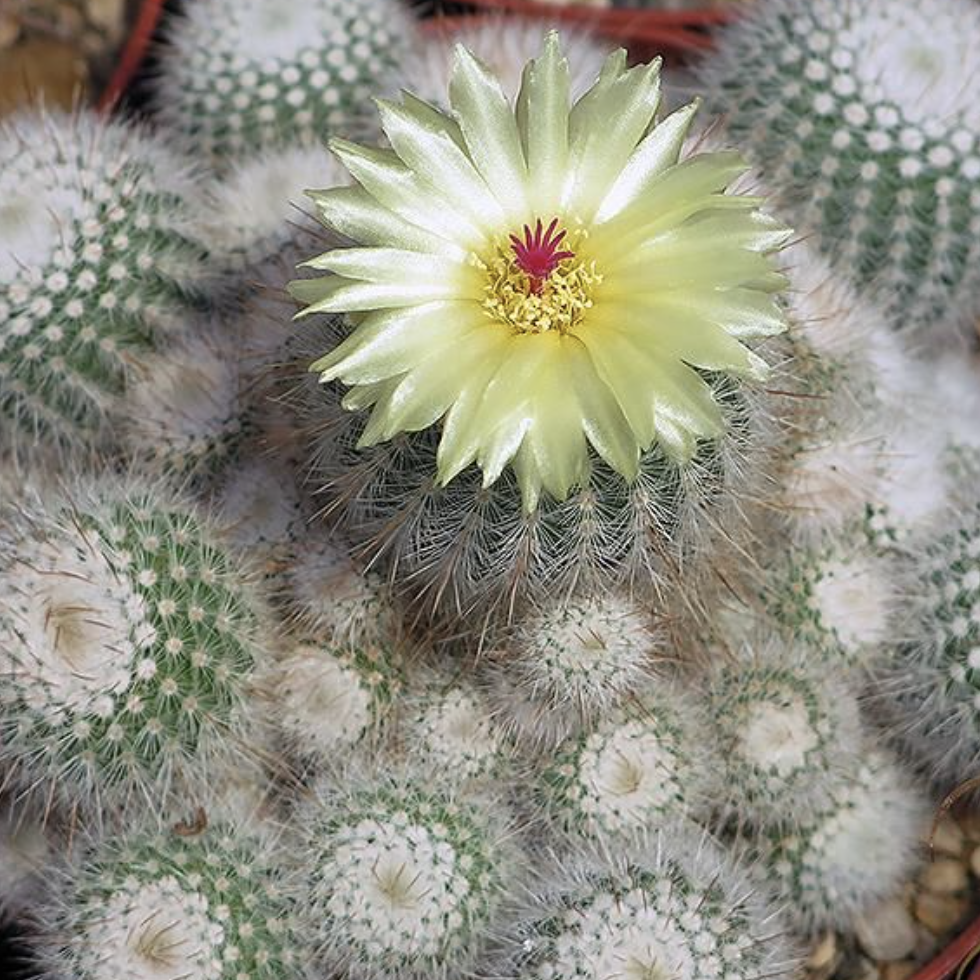 Нотокактус Метельчатый (Скопа) Груп (Notocactus Scopa Group) D5см