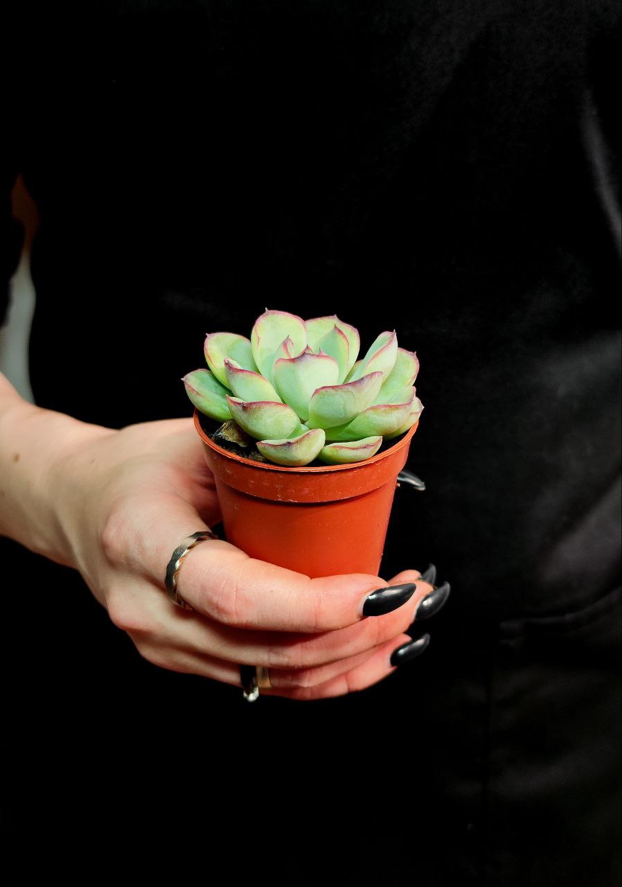 Эхеверия Пелуцида (Echeveria Pellucida) D5см