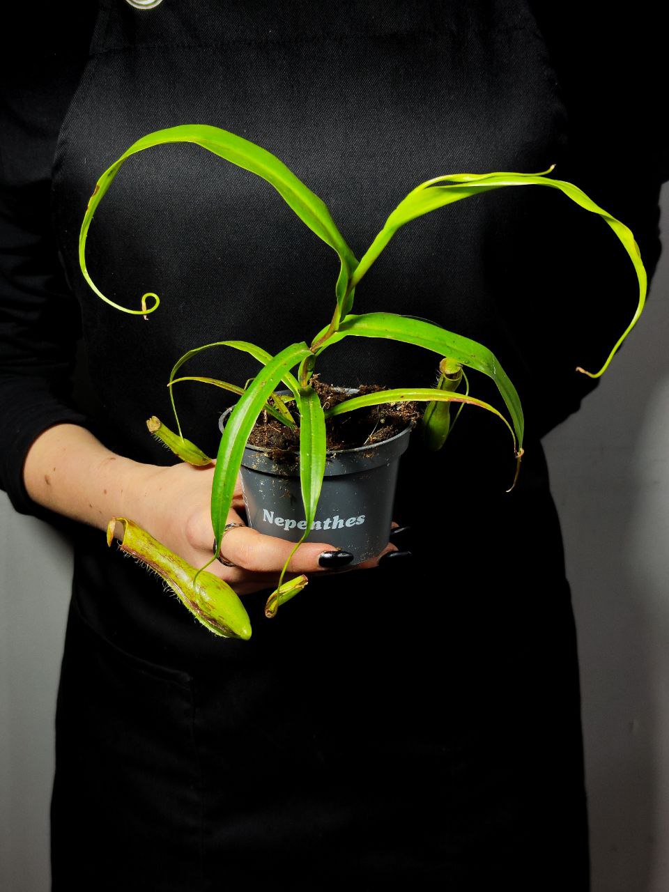 Непентес Грацилис (Nepenthes Gracilis) D9см