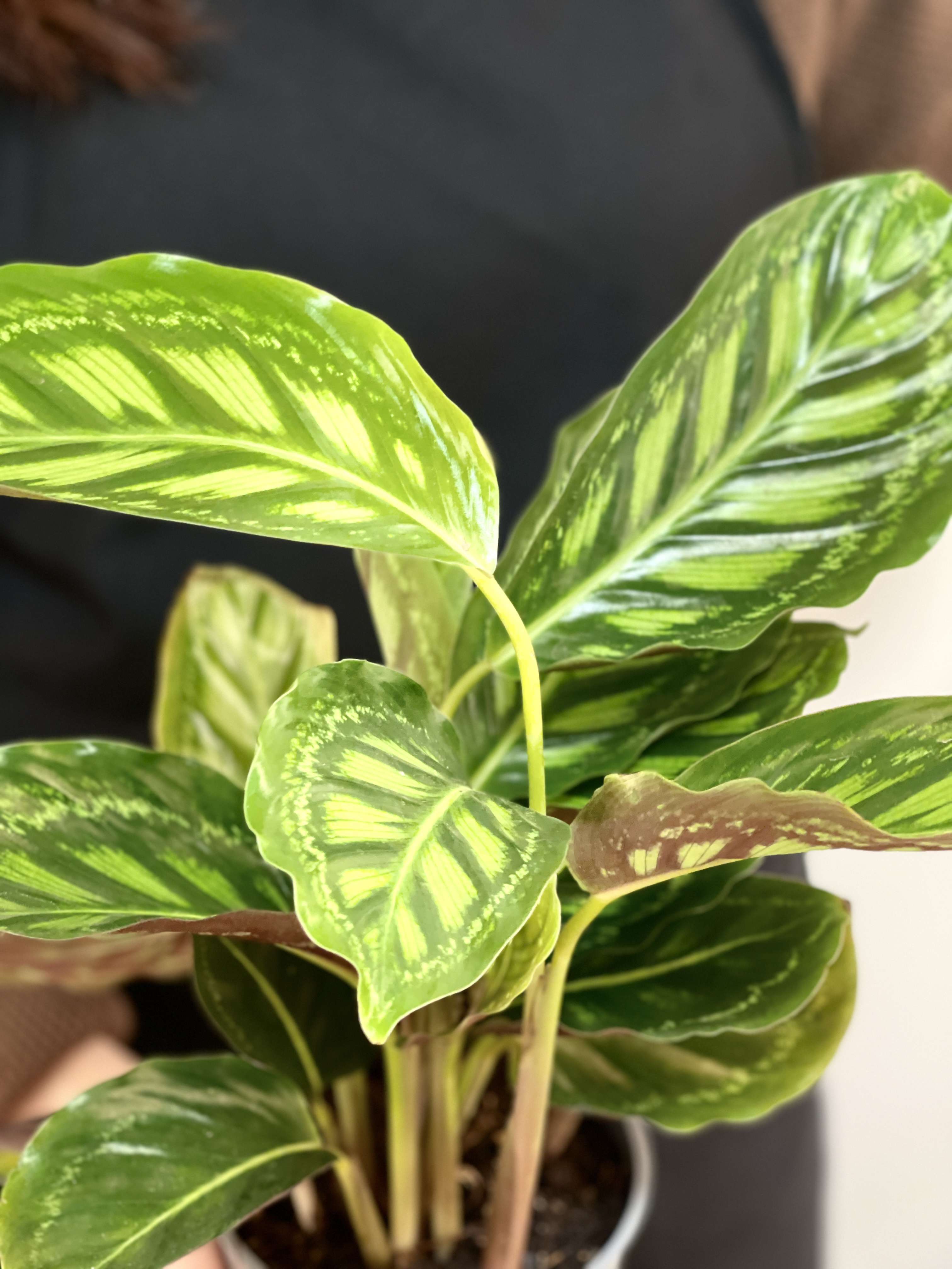 Калатея Флеймстар (Calathea Flamestar) D12см