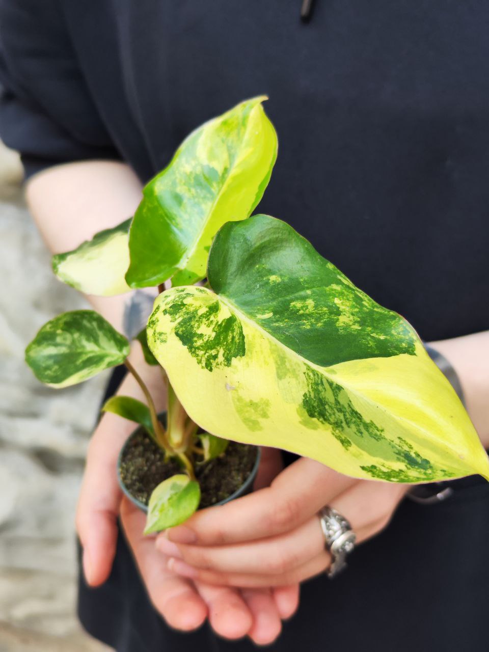 Филодендрон Бурле Маркс Вариегатный (Philodendron Burle Variegated) D6см