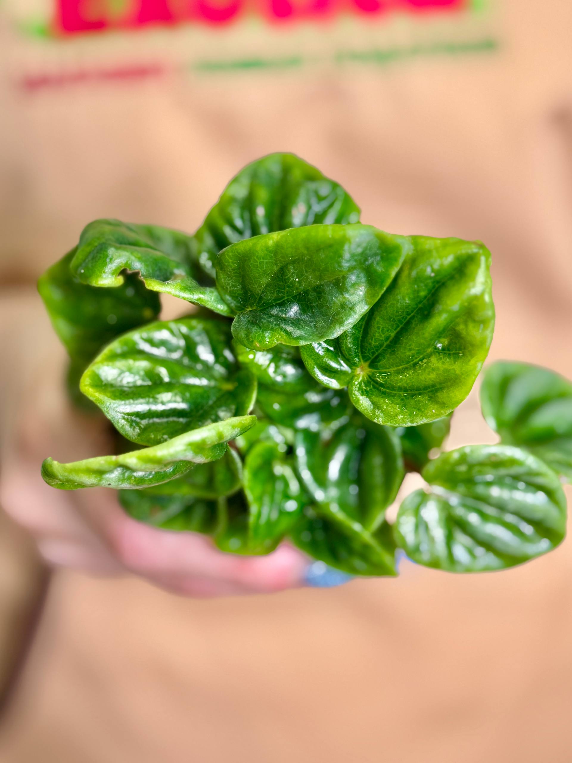 Пеперомия Амазоникас (Peperomia Amazonicas) D5см