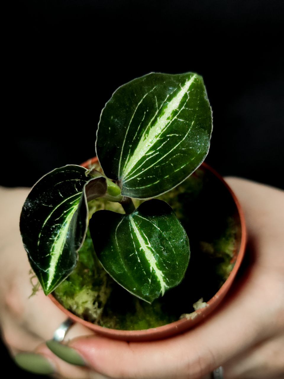 Орхидея Драгоценная Карма Эмбер (Jewel Orchid Karma Amber) D7см