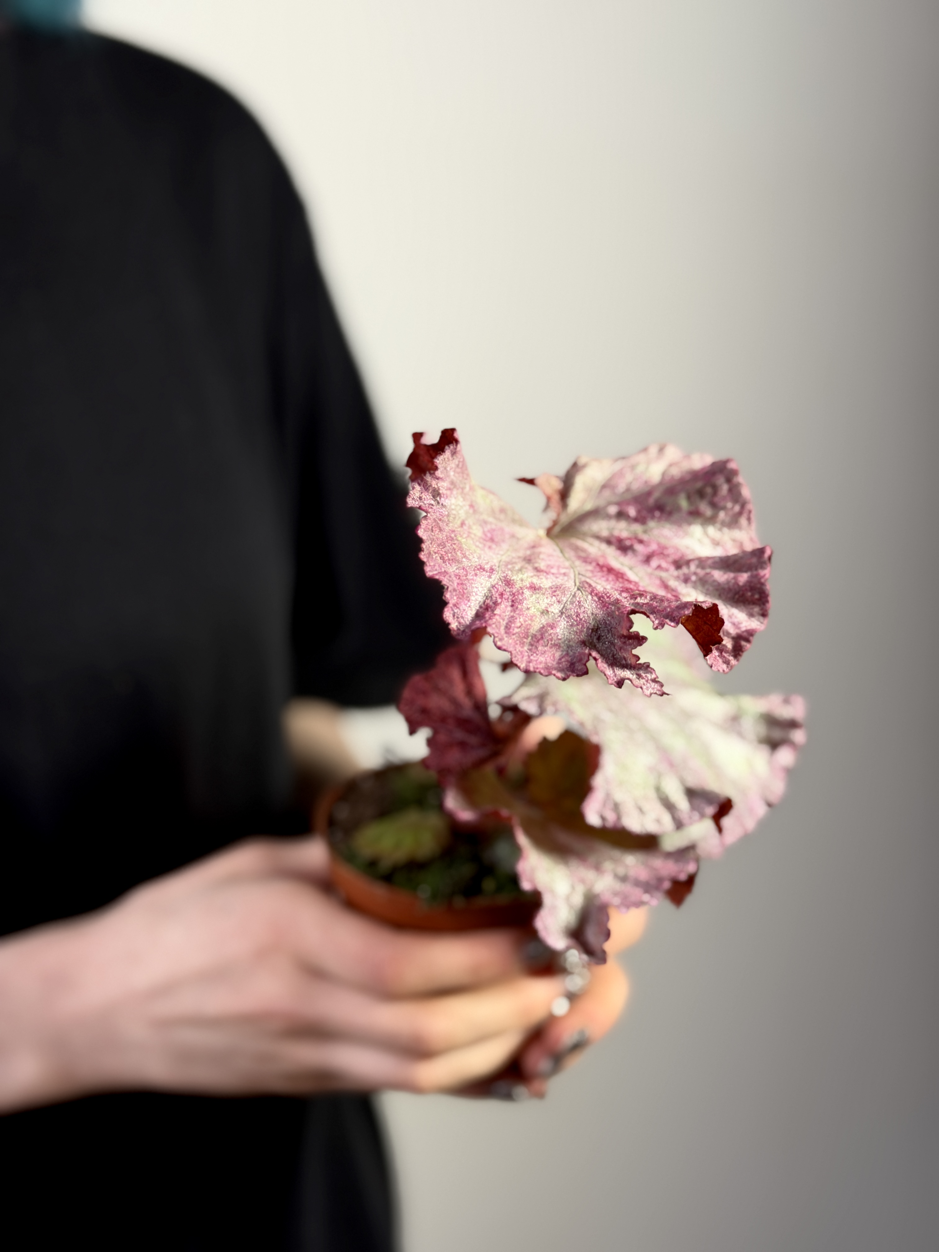 Бегония Розовая Пантера (Begonia Pink Panther) D8см