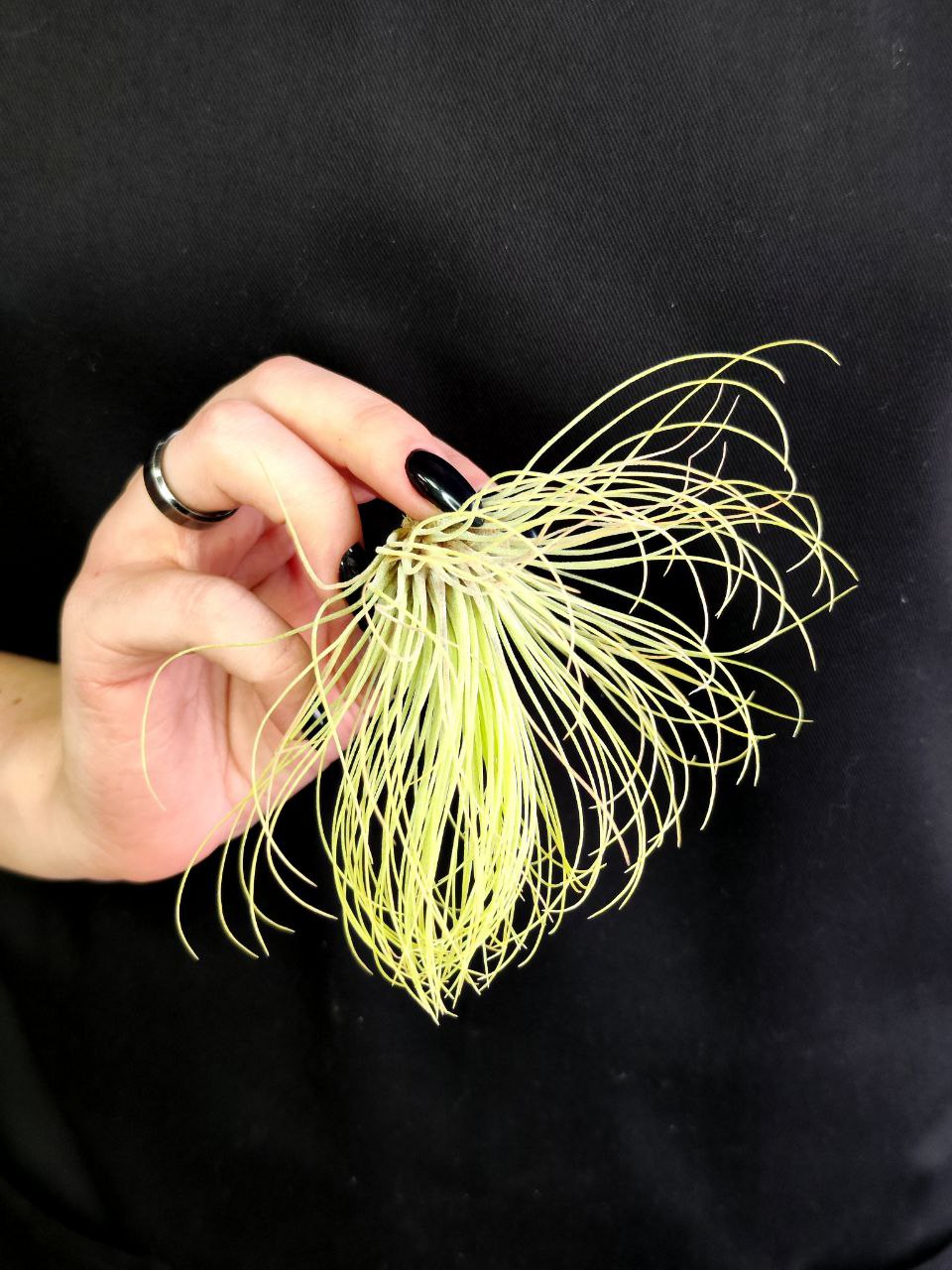 Тилландсия Андреана (Tillandsia Andreana)