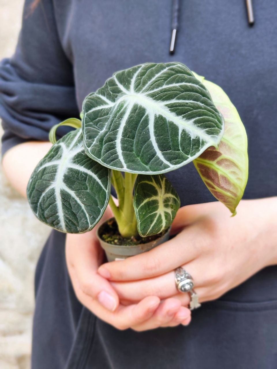 Алоказия Ниндзя (Alocasia Ninja) D6см