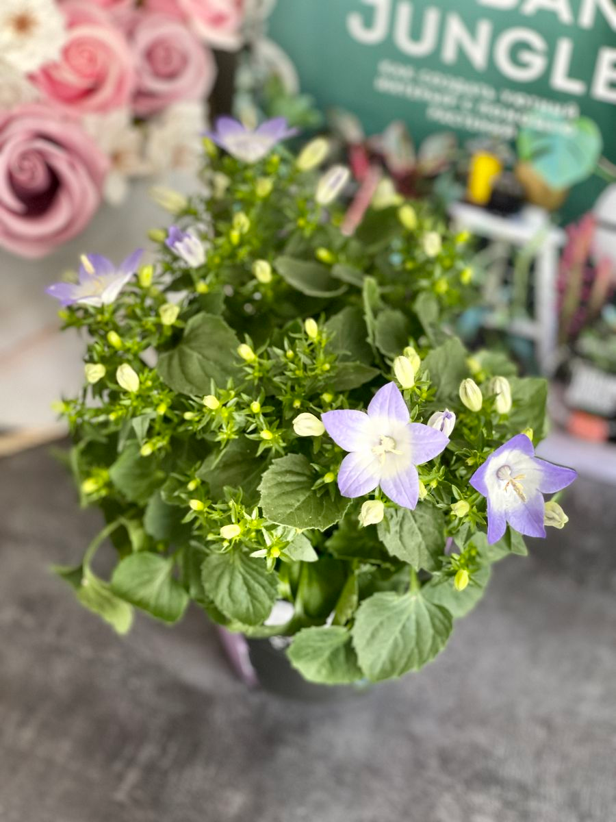 Кампанула Берлин Биколор (Campanula Iso Berlin Bicolor) D11см