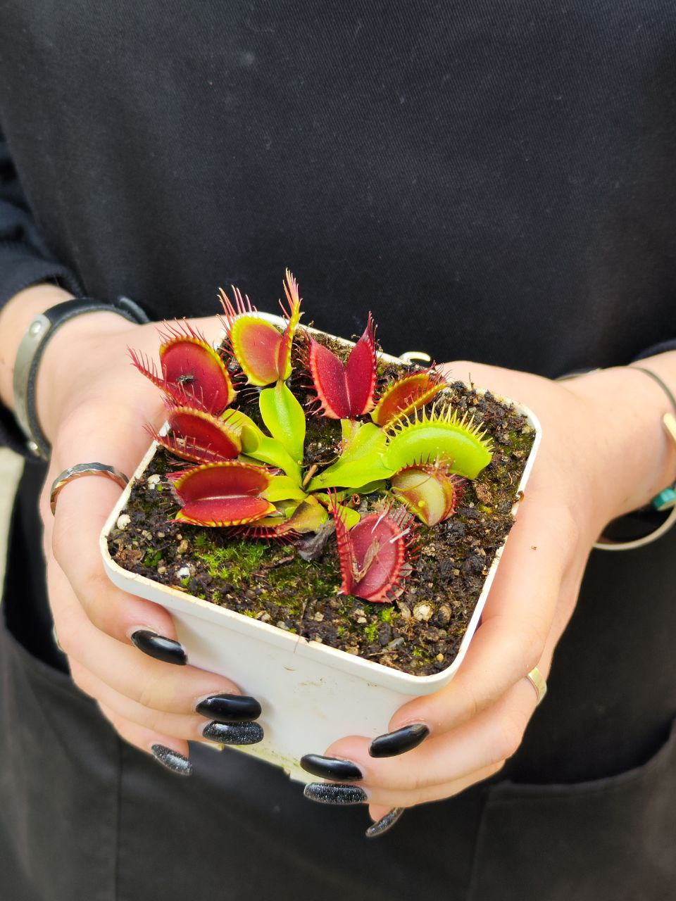 Венерина Мухоловка СД Кронос (Dionaea Muscipula Sd Kronos) D9см