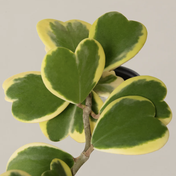 Хойя Керри Вариегатная, Куст (Hoya Kerrii Variegated) D11см