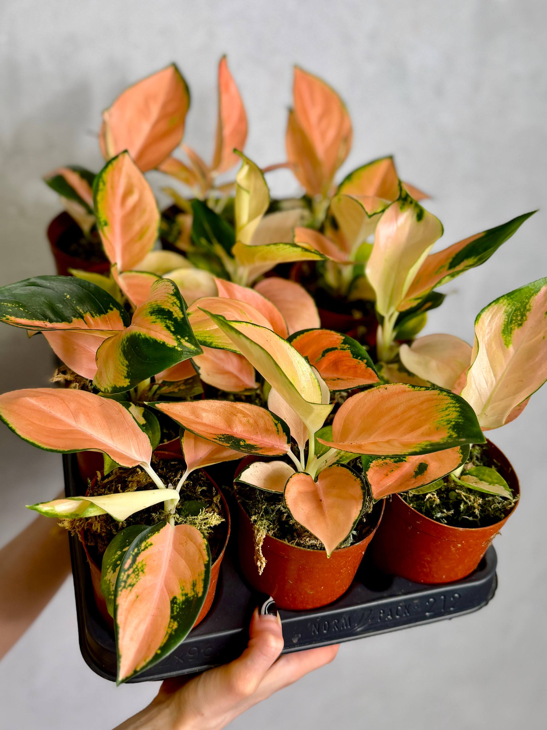 Аглаонема Пич Кочин (Aglaonema Peach Cochin) D10см