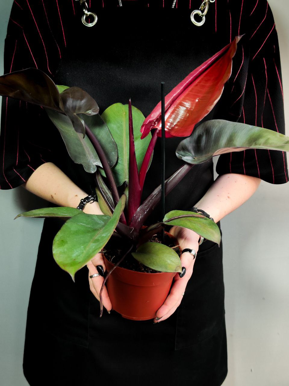 Филодендрон Империал Ред (Philodendron Imperial Red) D12см