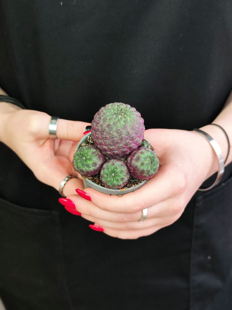 Сулькоребуция Рауша Фиолетовая (Sulcorebutia Rauschii Violet) D5см