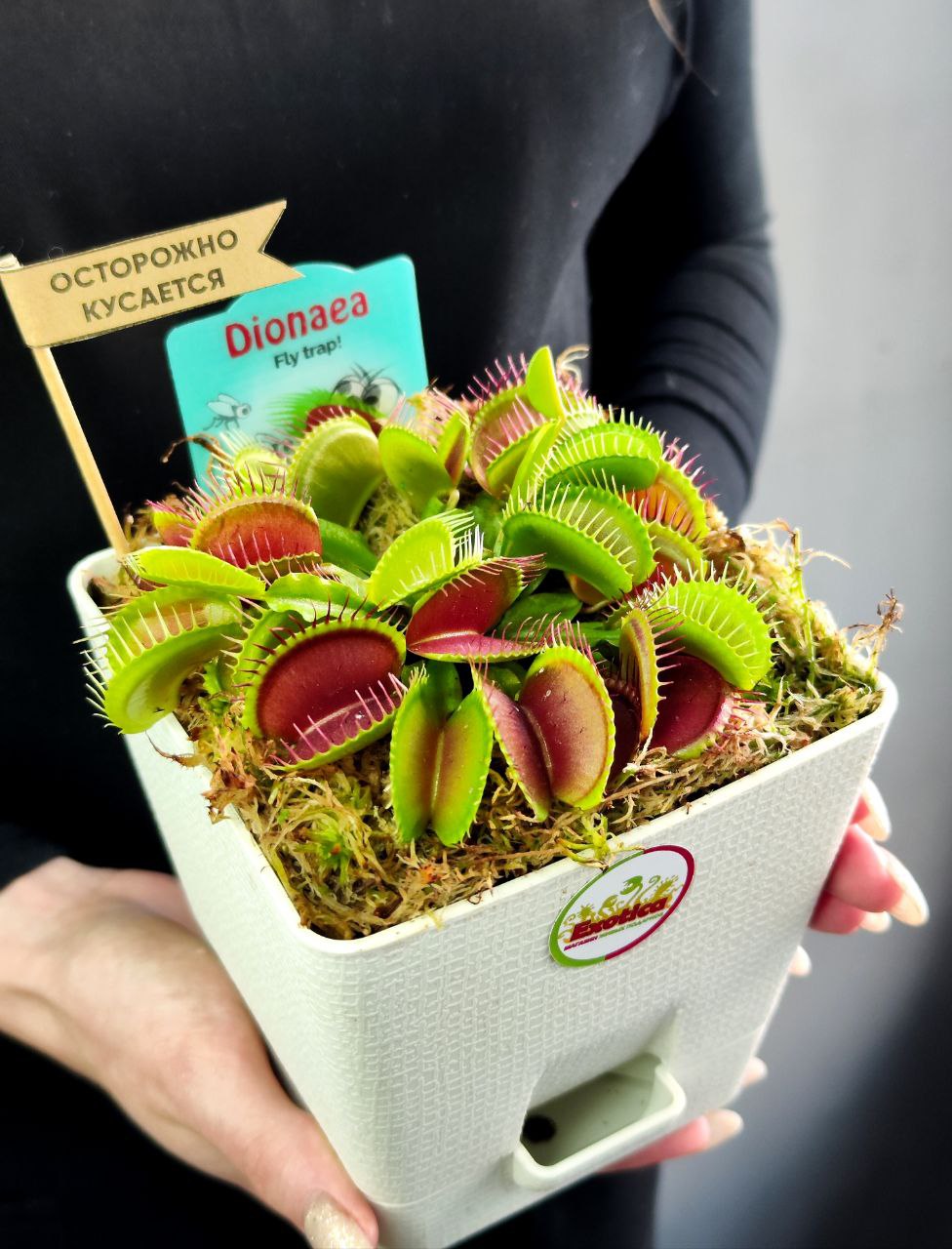 Венерина Мухоловка (Dionaea Muscipula) пересаженная D12см квадрат