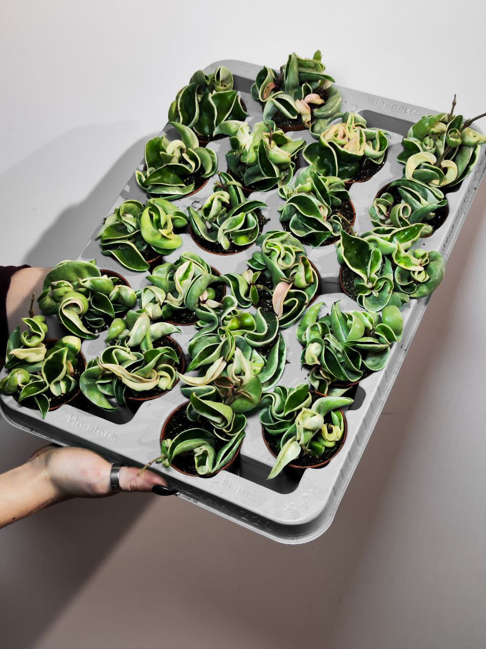 Хойя Карноза Компакта Вариегатная (Hoya Carnosa Compacta Variegata) D6см