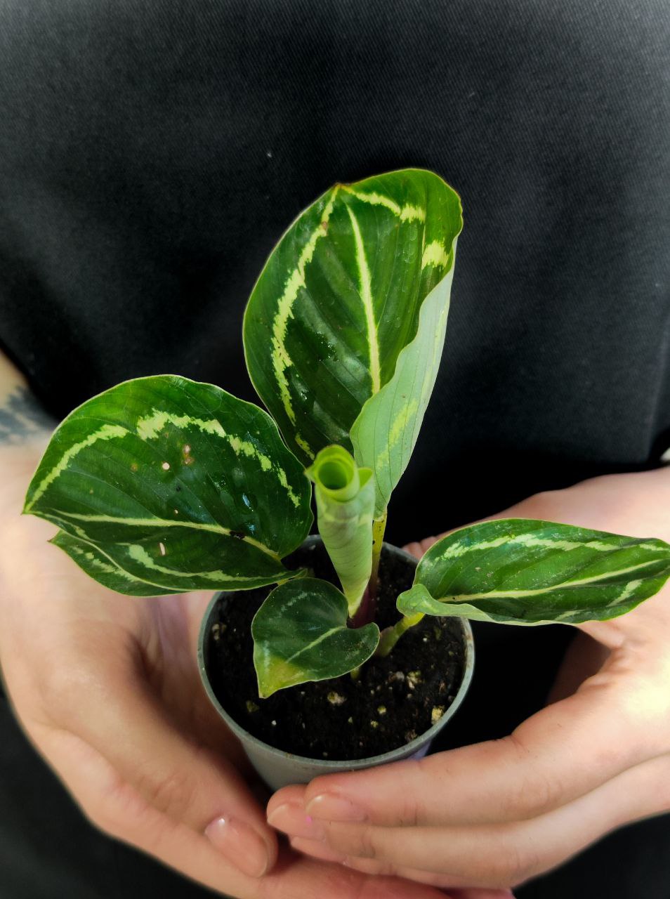 Калатея Розеопикта Грин (Calathea Roseopicta Green) D6см