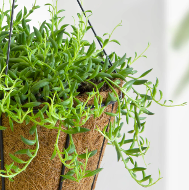 Крестовник Радиканс Бананас (Senecio Radicans) D6см