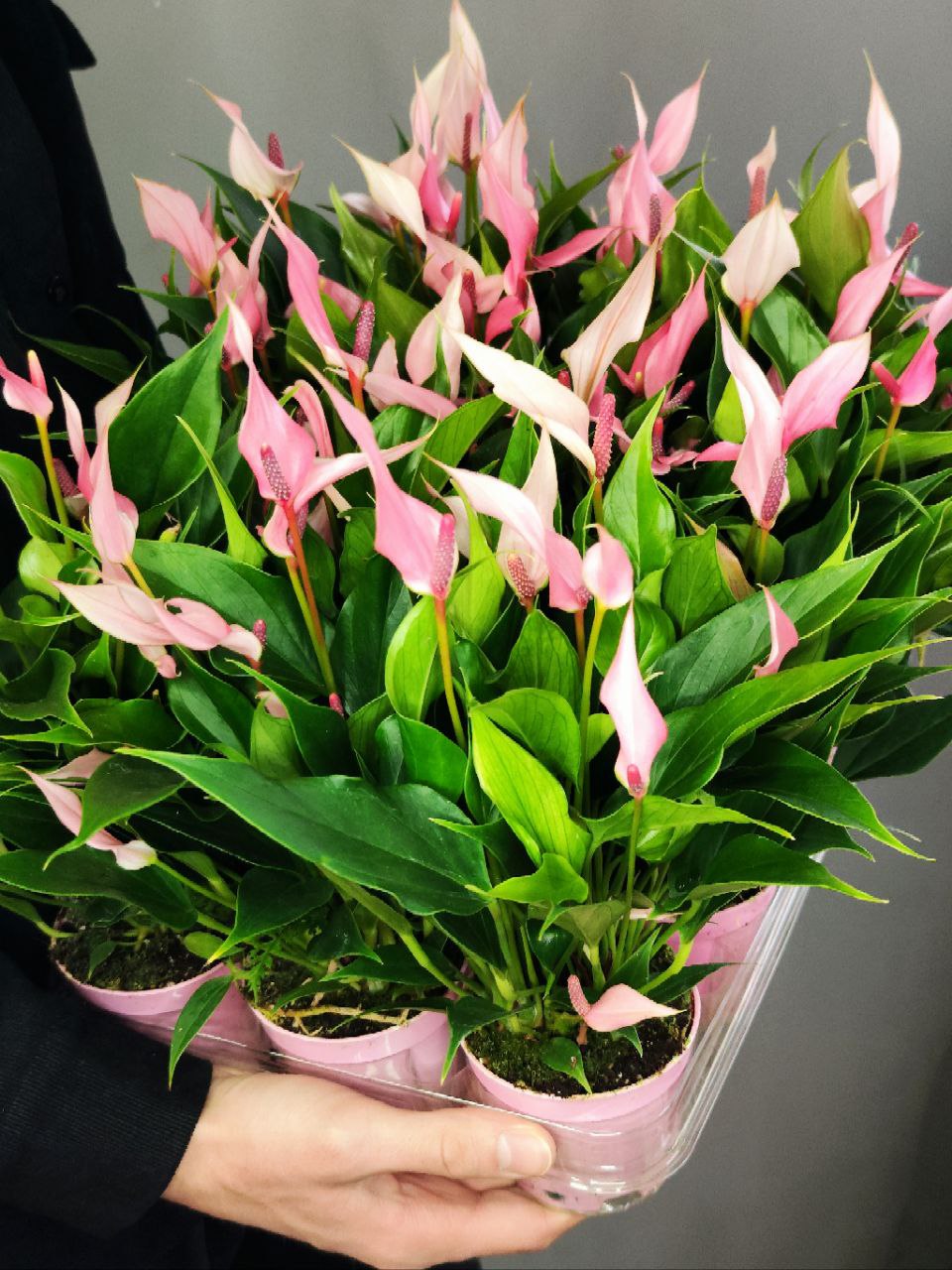 Антуриум Лилли (Anthurium Lilli) D9см