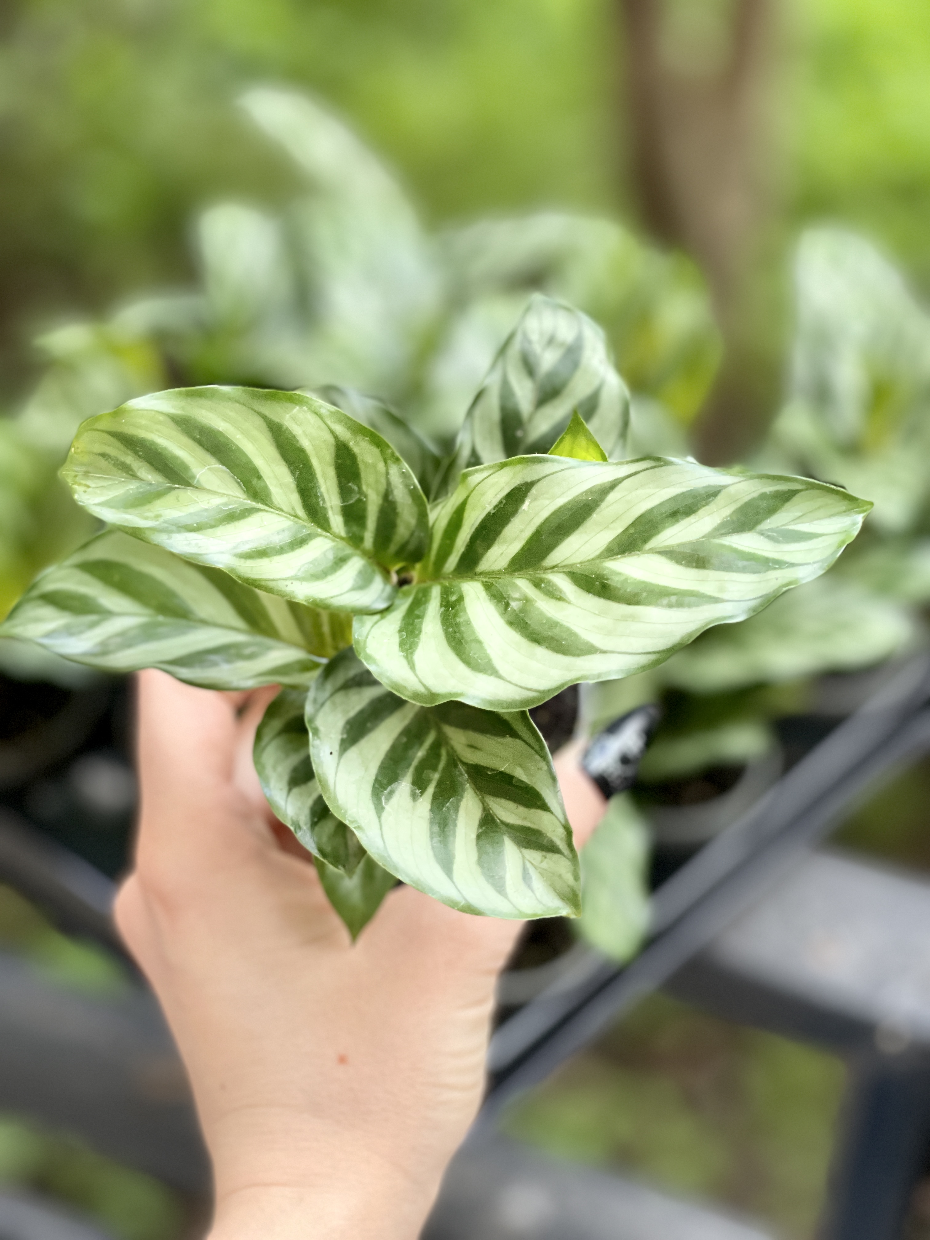 Калатея Фредди (Calathea Freddie) D6см