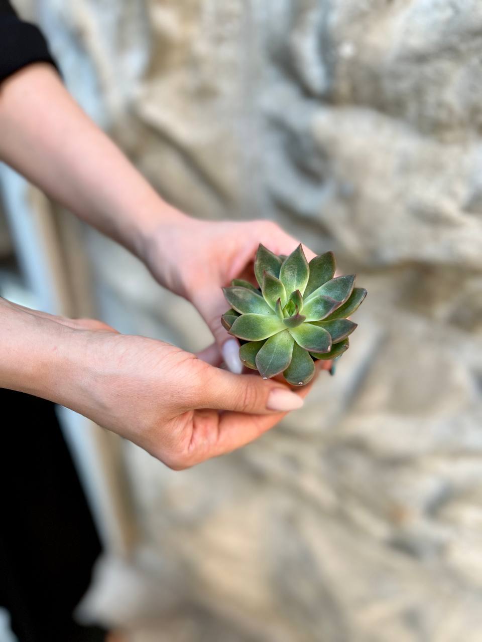 Эхеверия Гибридная (Echeveria Hybrid) D5см