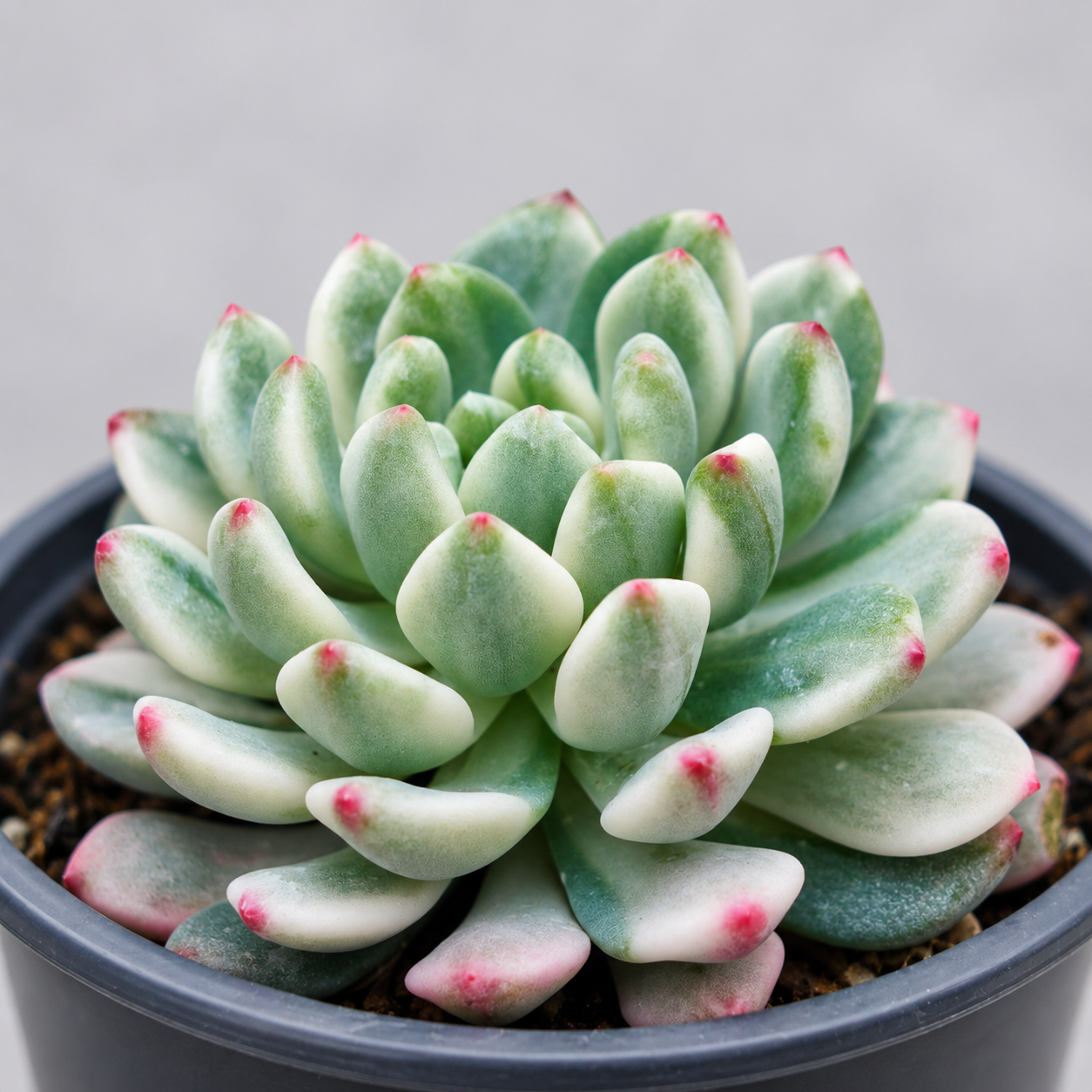 Эхеверия Блю Эппл Вариегатная (Echeveria Blue Apple Variegated) D5см
