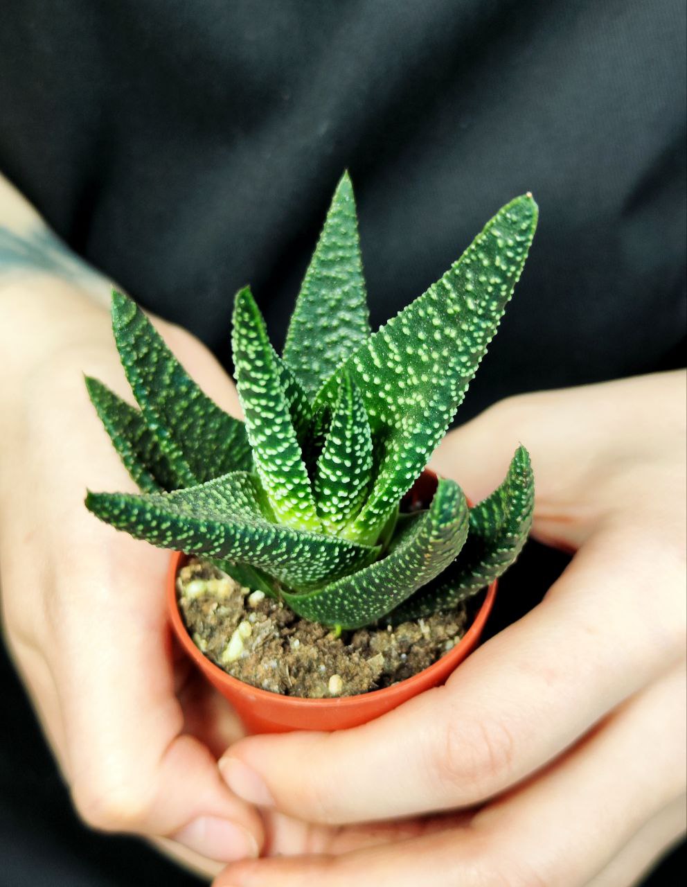 Гастералоэ Королевское Величество (Gasteraloe Royal Majesty) D5см