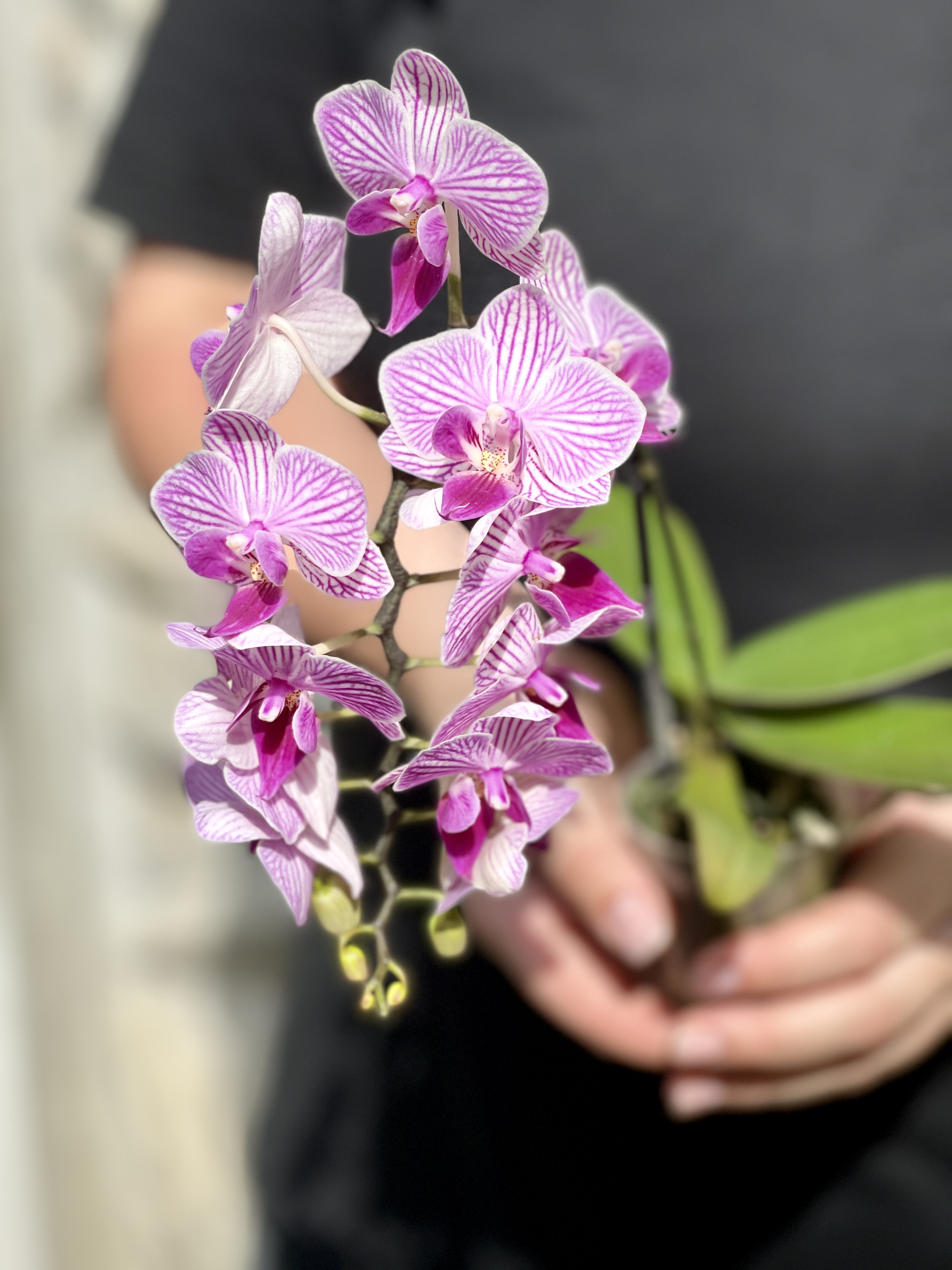 Орхидея Фаленопсис Мини Пурпурная Пестрая (Phalaenopsis Multiflora) D6см