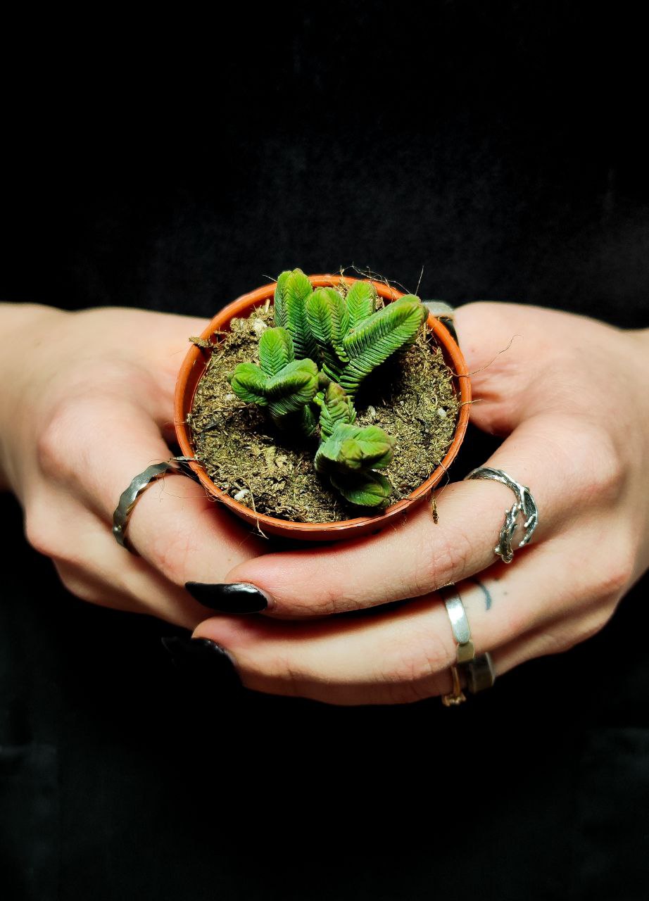 Крассула Пирамидалис (Crassula Pyramidalis) D5см
