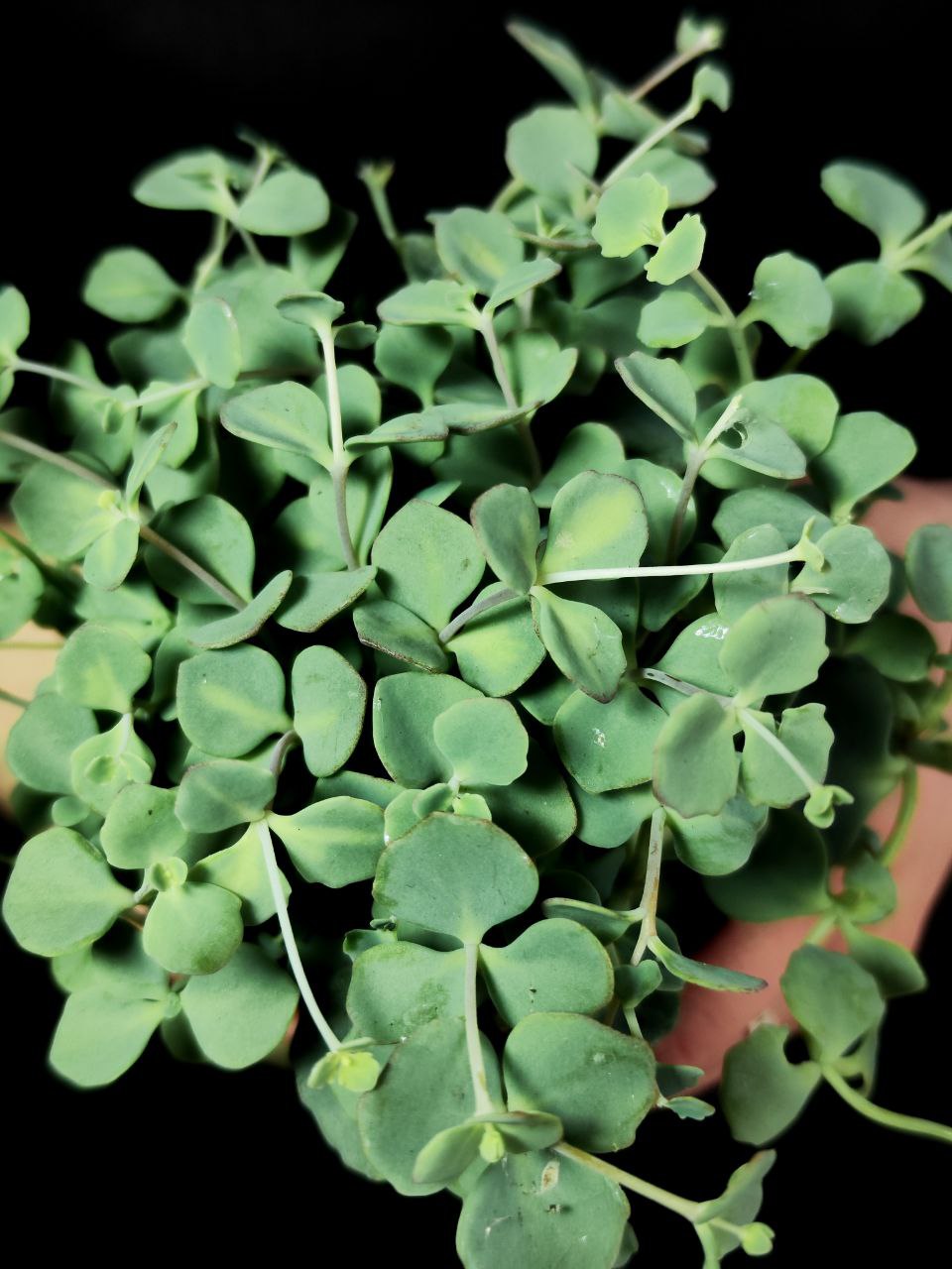 Седум Зибольда (Sedum Sieboldii) D8см