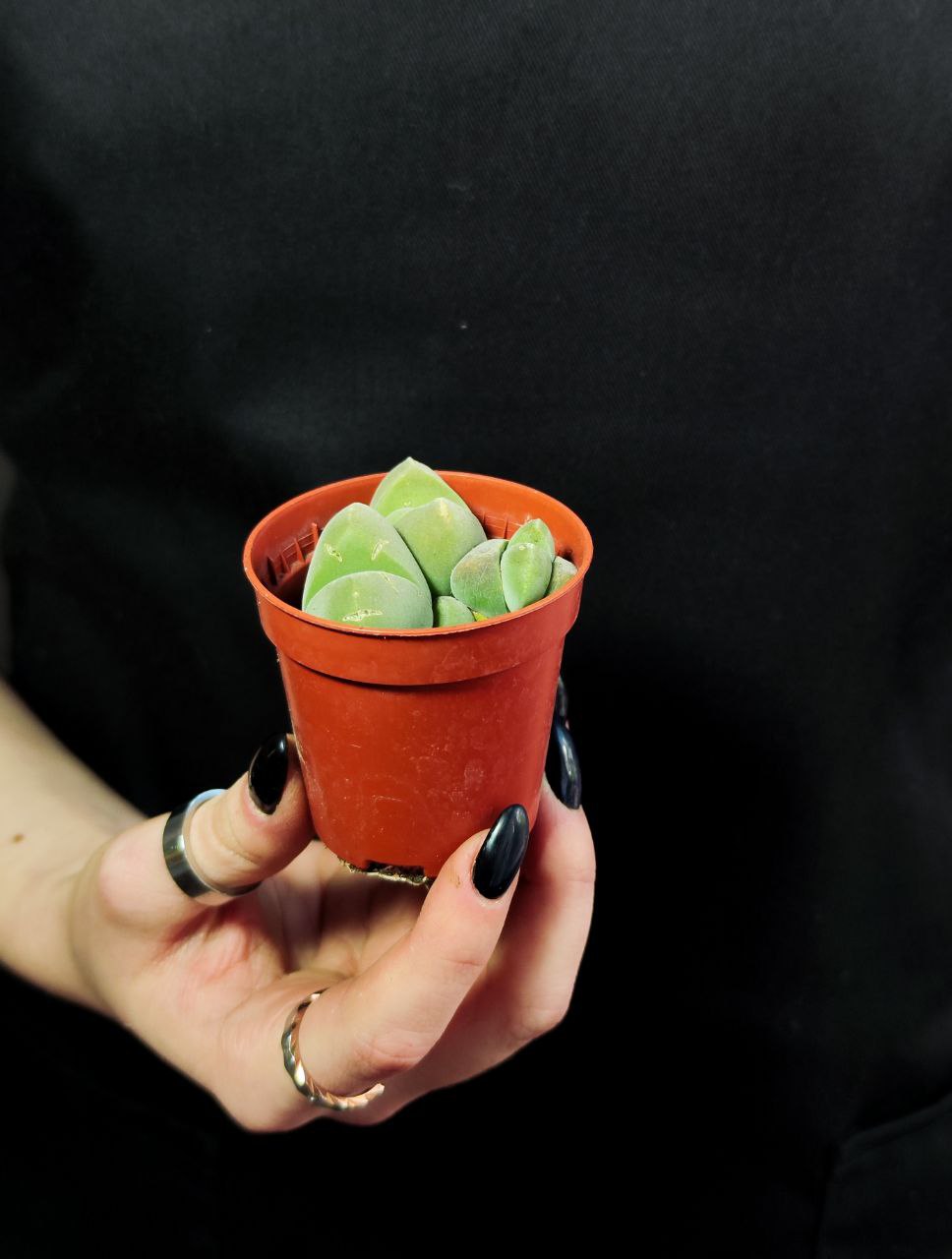Плейоспилос Мэджик (Pleiospilos Nelii Magic) D5см
