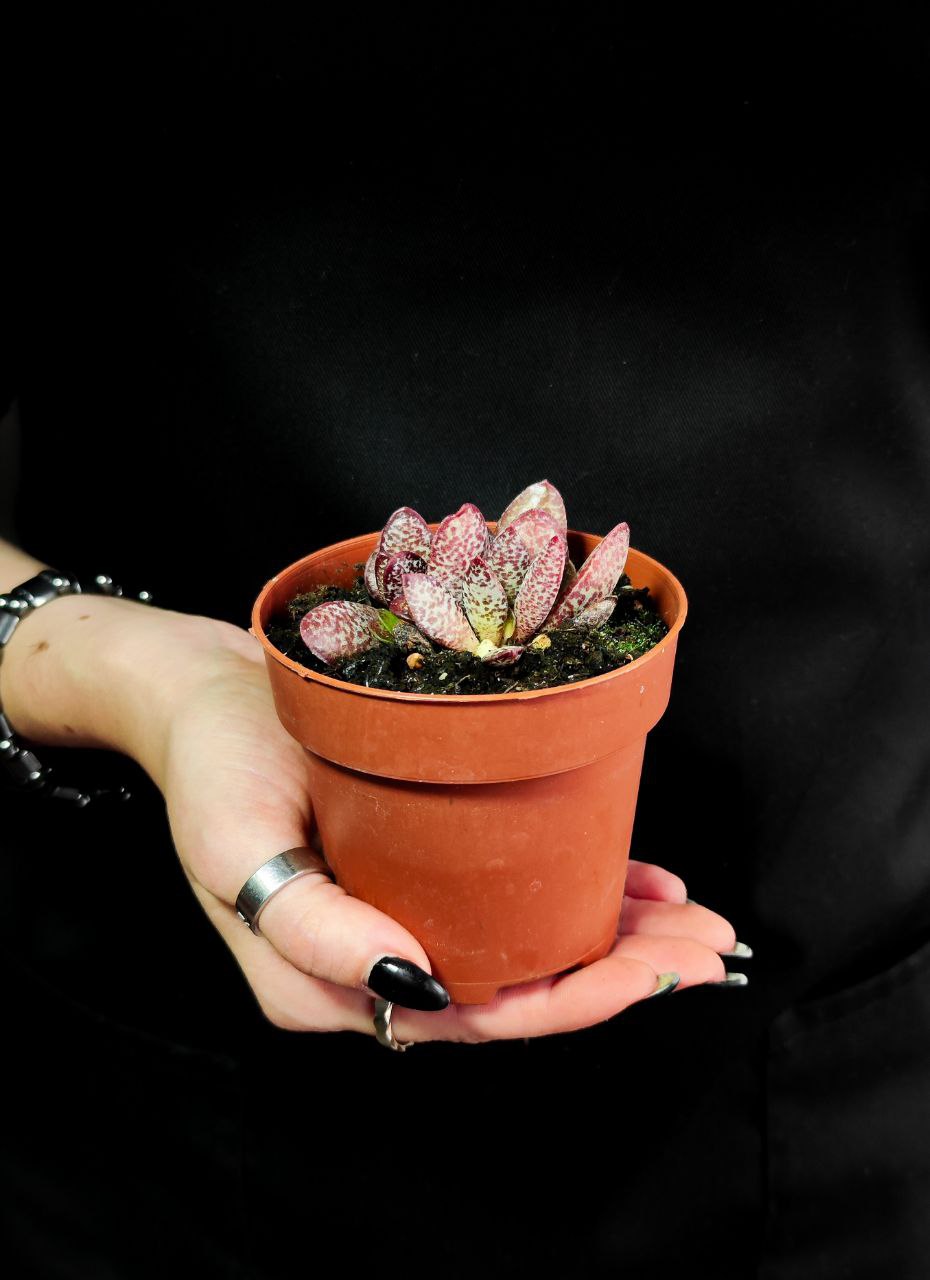 Адромискус Салико Хеартс (Adromischus Calico Hearts) D8,5см