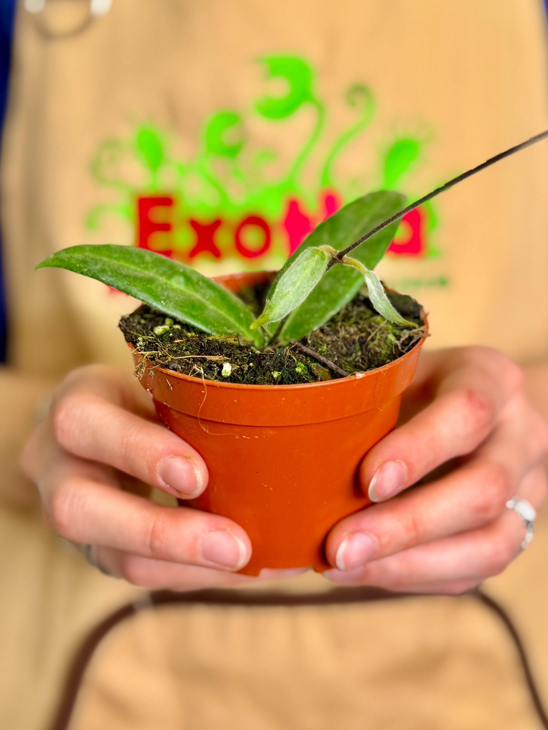 Хойя Гиполазия (Hoya Hypolasia) D8см