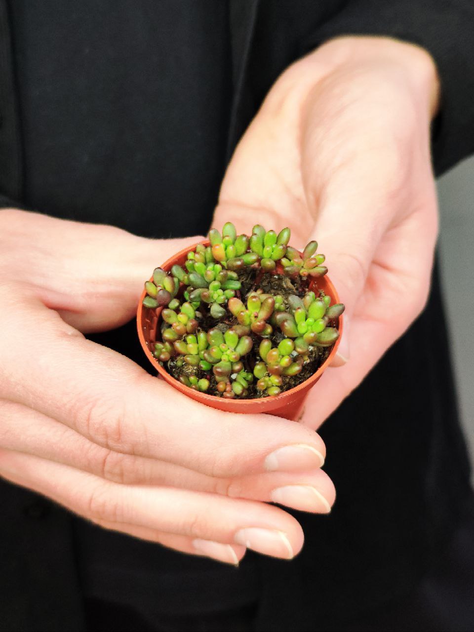 Седум Рубротинктум Мини (Sedum Rubrotinctum Mini) D5см