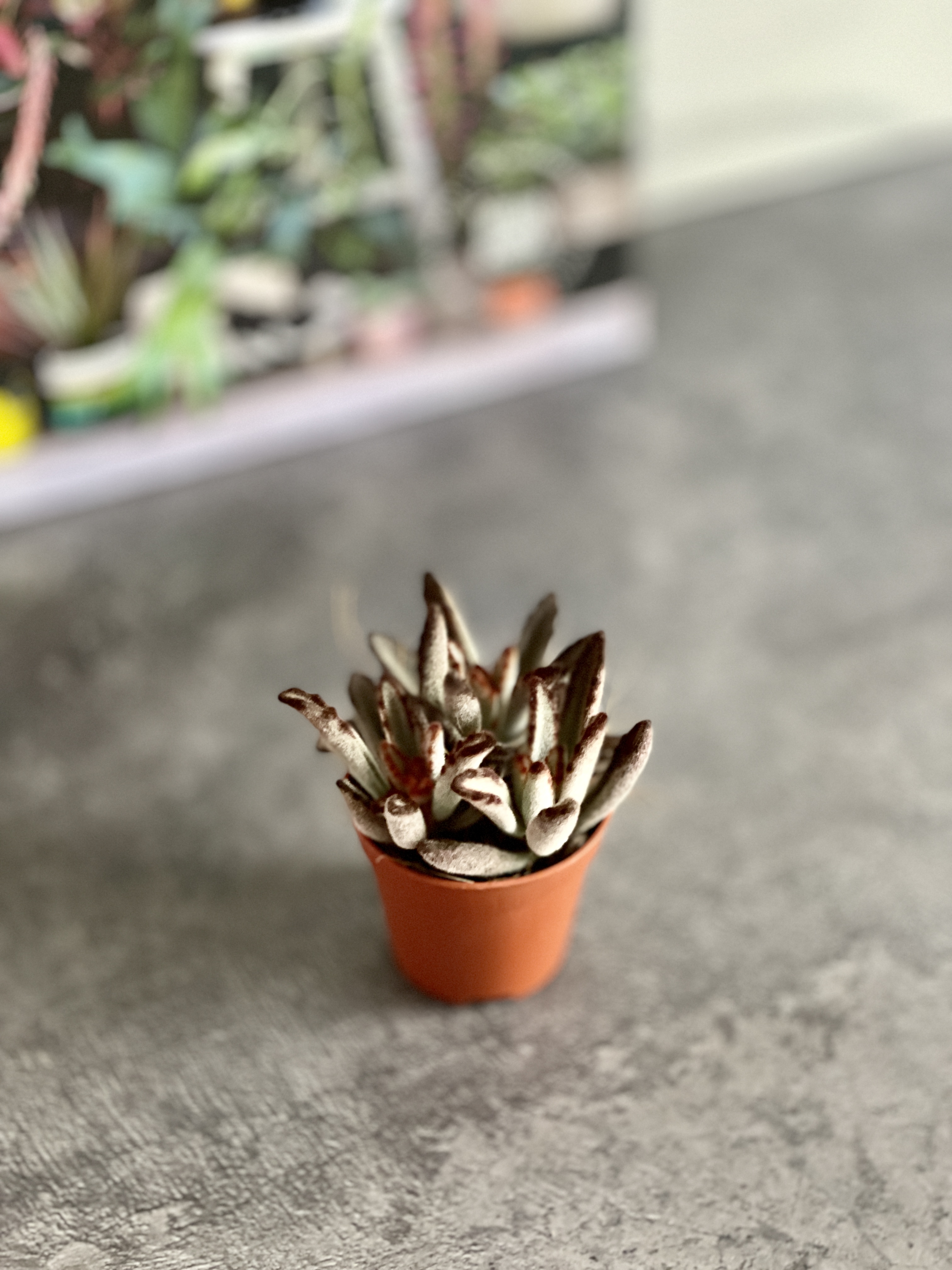 Каланхоэ Томентоза Аида (Kalanchoe Tomentosa Aida) D5см