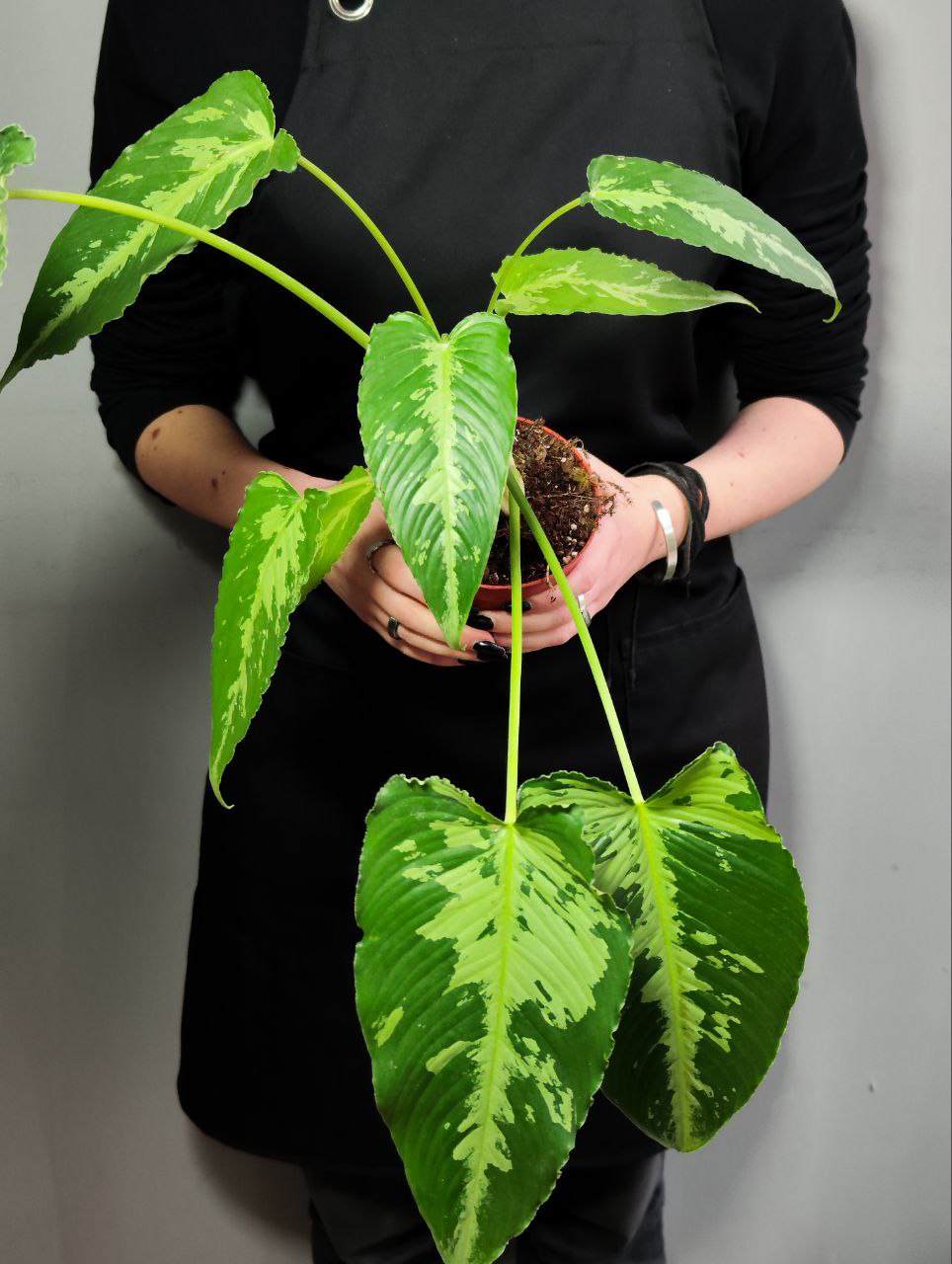 Шизматоглоттис Пузилла (Schismatoglottis Pusilla) D10см