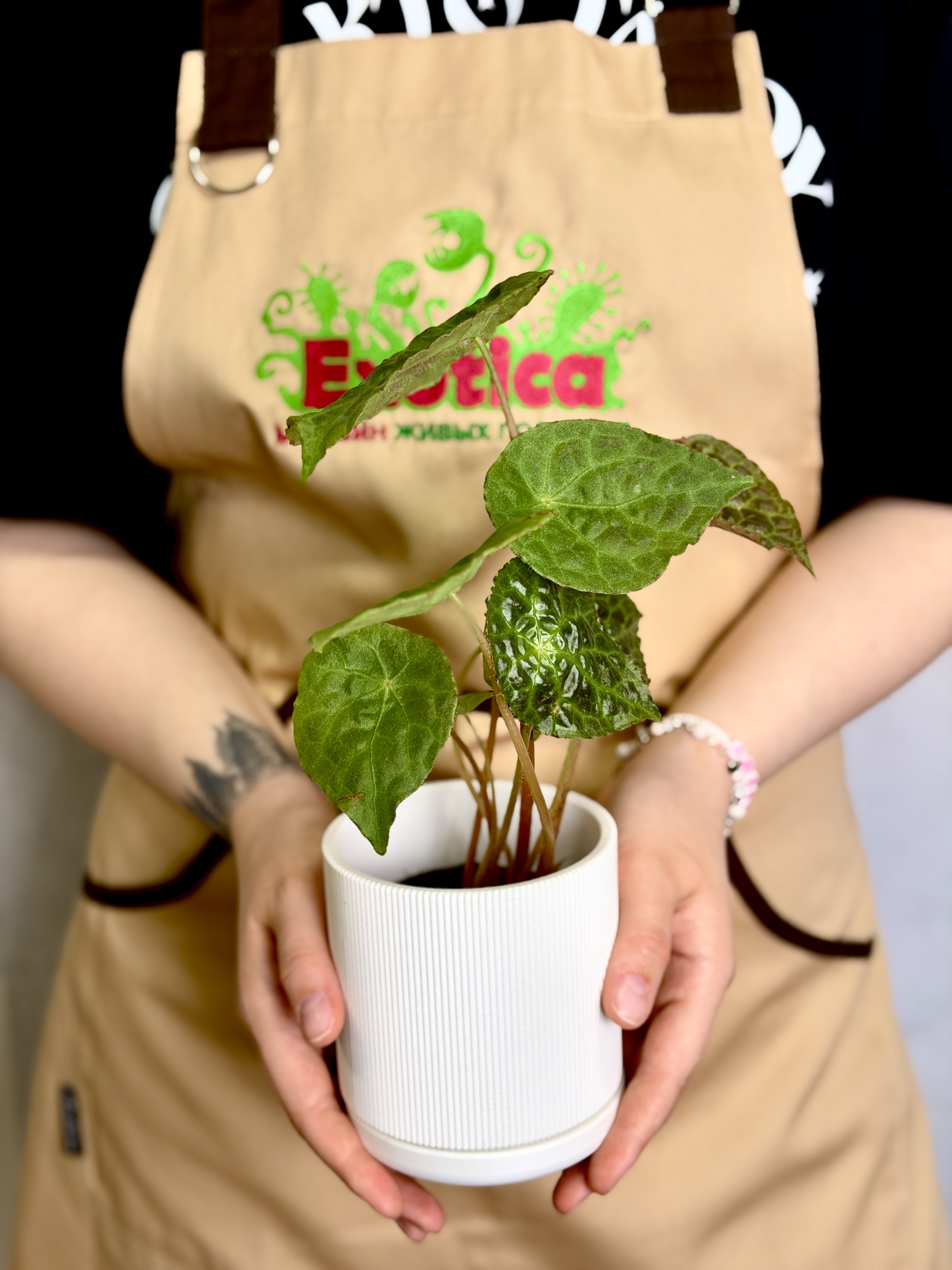 Горшок белый с поддоном Exotica Nordic D9см