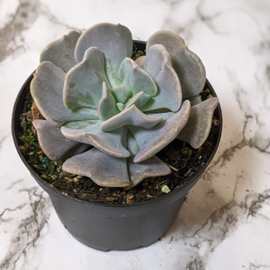 Эхеверия Кубик Фрост (Echeveria Cubic Frost) D5см