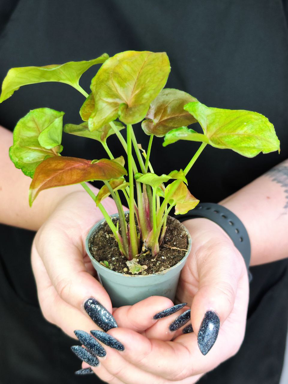 Сингониум Плам Элюжен (Syngonium Plum Allusion) D6см