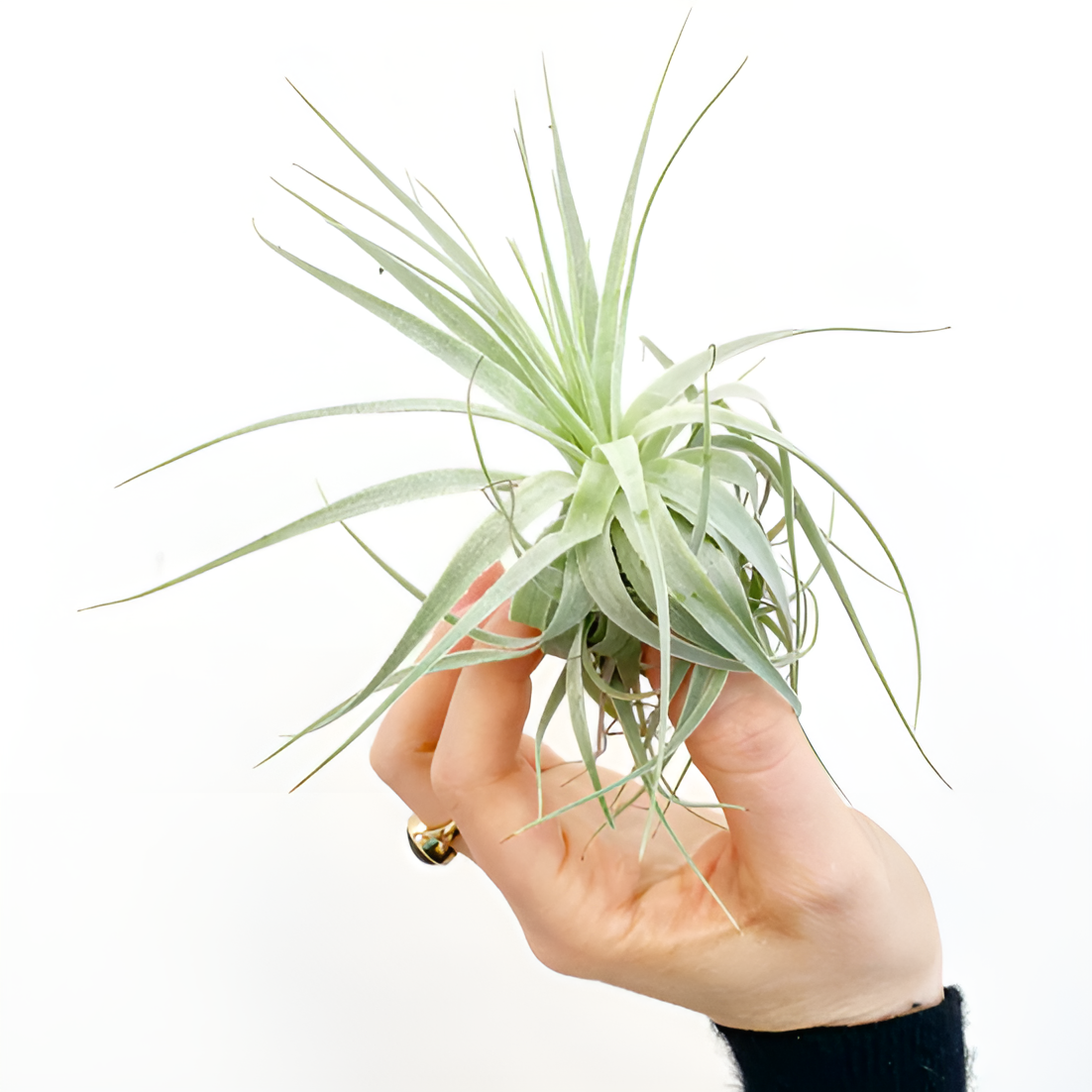 Тилландсия Гарденера (Tillandsia Gardneri)