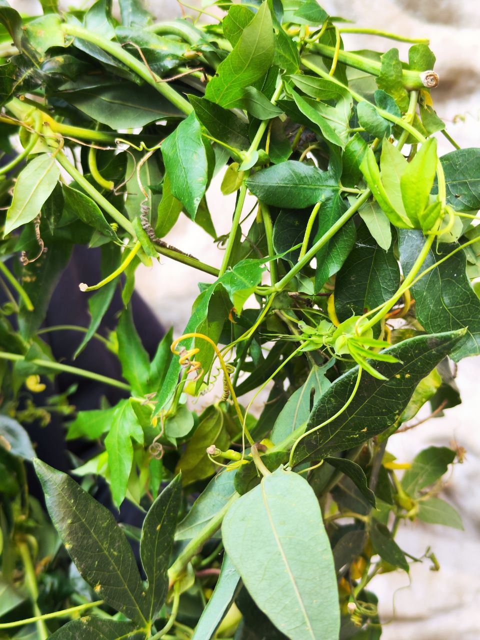 Пассифлора, или Маракуйя (Passiflora Monique Klemann) D13см