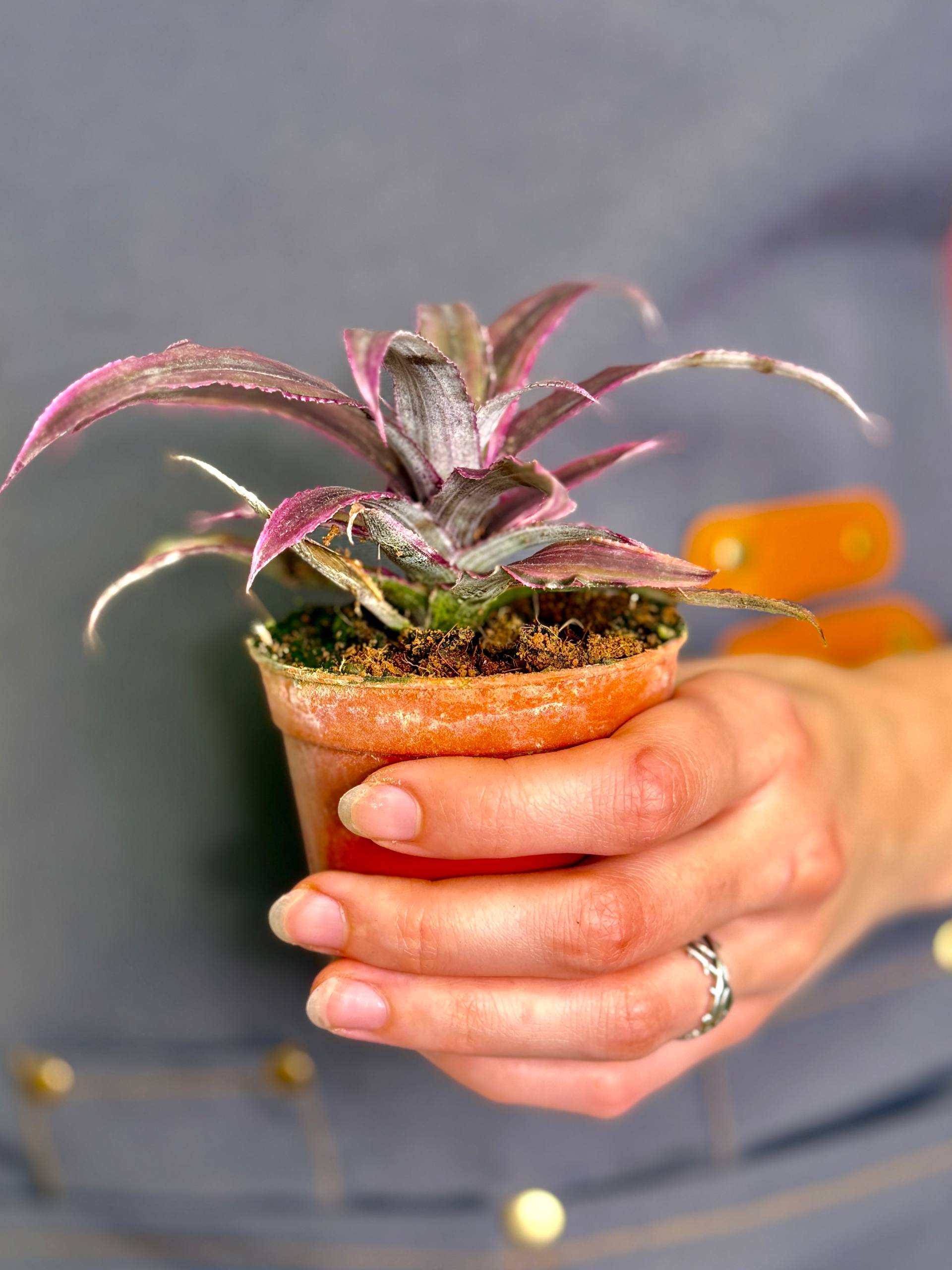 Криптантус Китайский Гибрид (Cryptanthus Bromelioides Hybrid) D8см