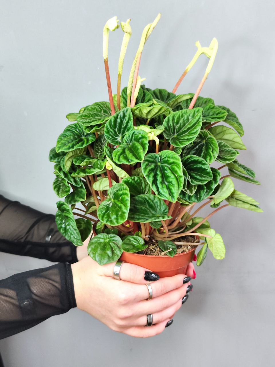 Пеперомия Лилиан (Peperomia Lilian) D12см