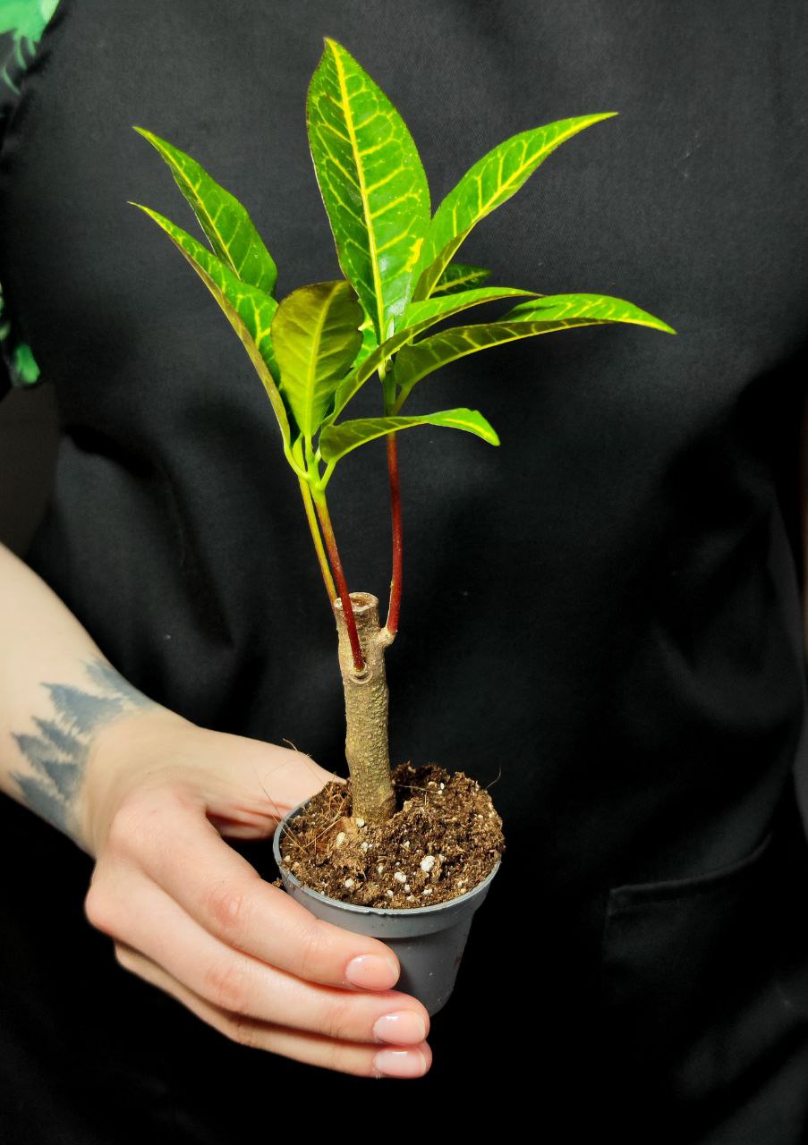 Кодиеум Петра Кейн (Codiaeum Petra Cane) D6см