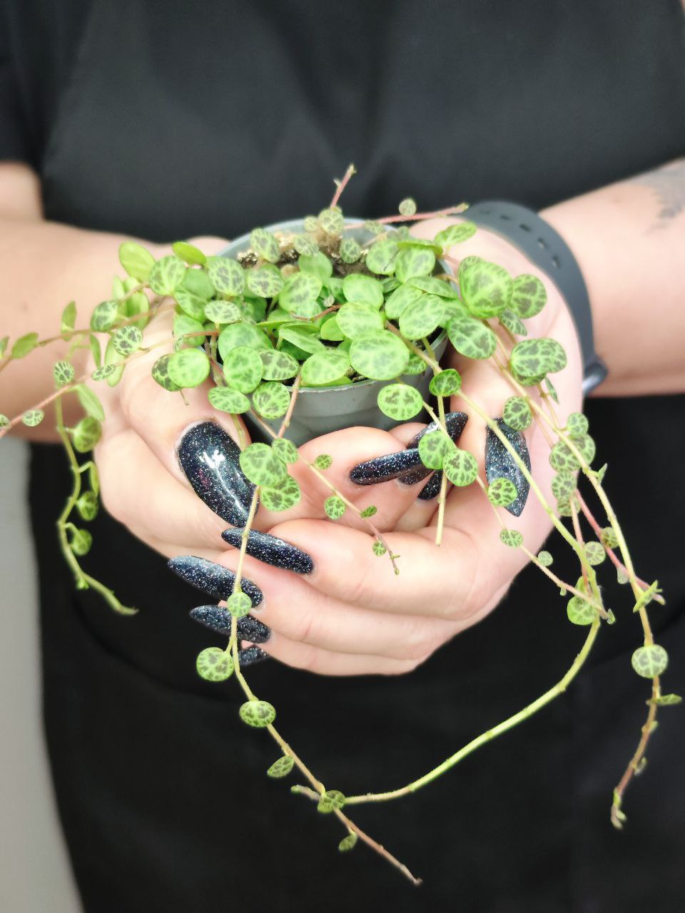 Пеперомия Прострата, или Cтелющаяся (Peperomia Prostrata) D5см