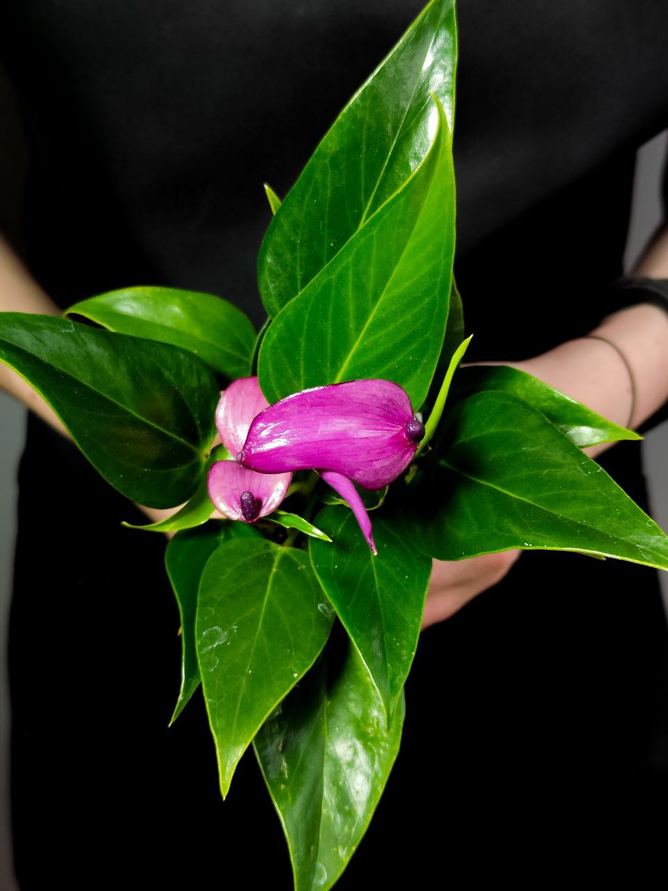 Антуриум Андре Зизу (Anthurium Andre Zizou) D7см