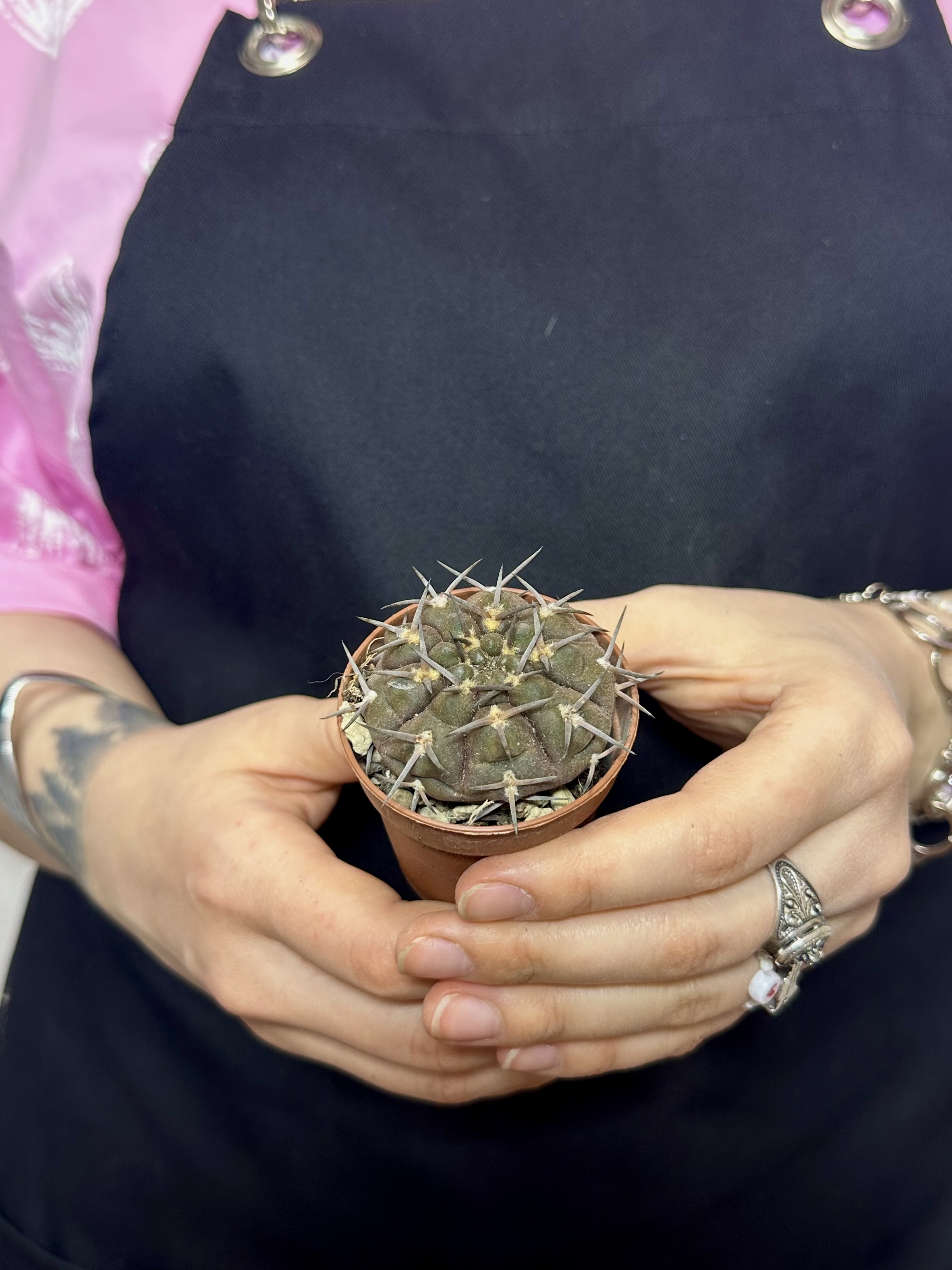 Гимнокалициум Борти Ноголенсе (Gymnocalycium Borthii Nogolense) D5см