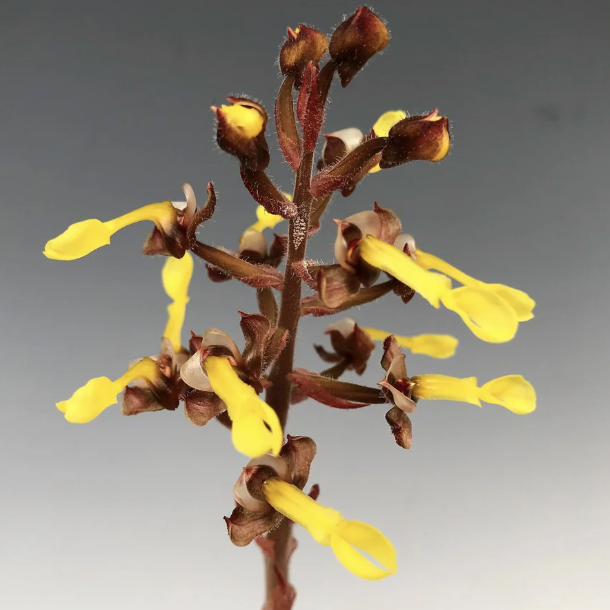 Драгоценная Орхидея Анектохилус Чапаэнсис (Jewel Orchid Anoectochilus Chapaensis) D6см