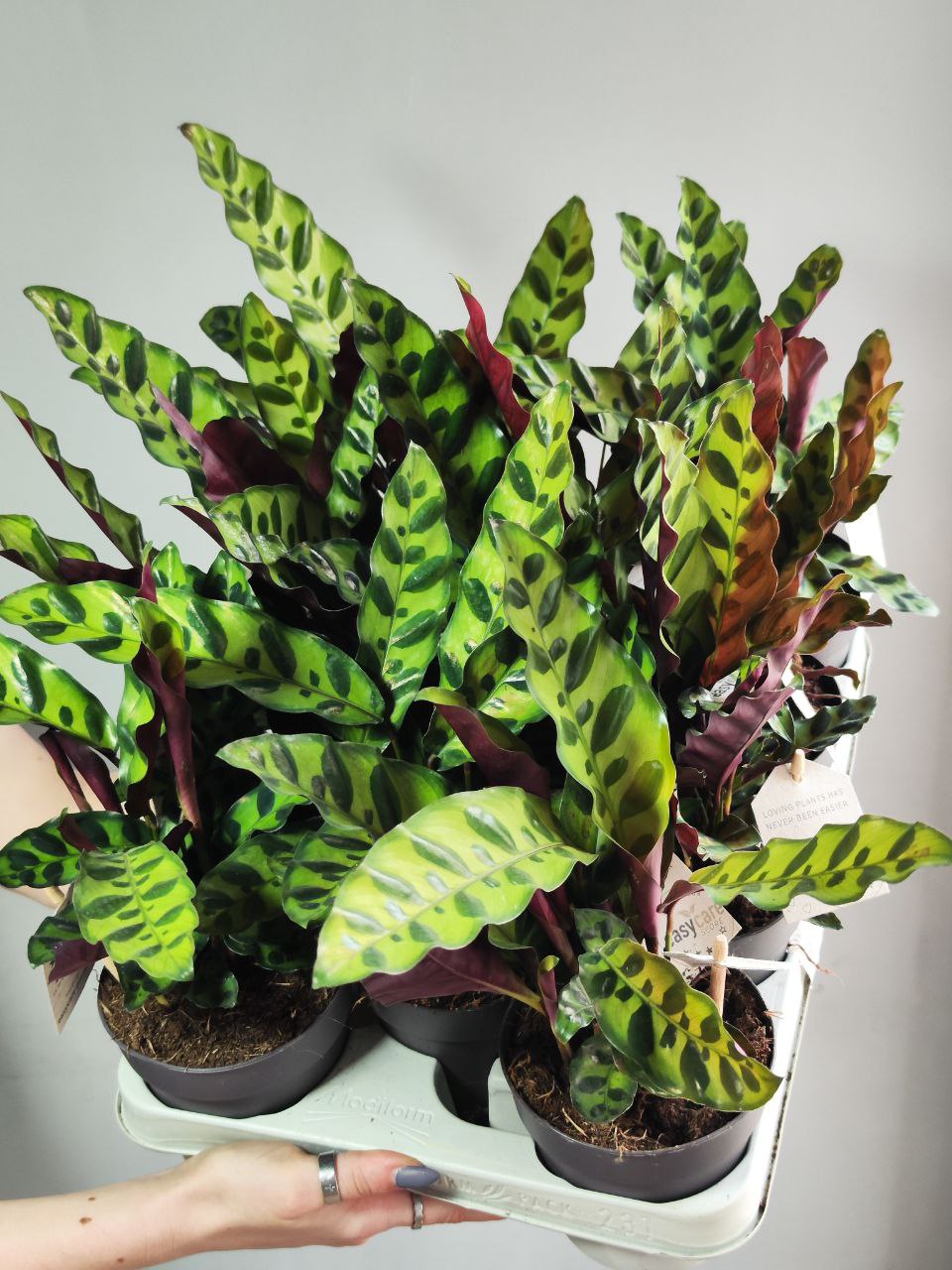 Калатея Лансифолия (Calathea Lancifolia) D12см