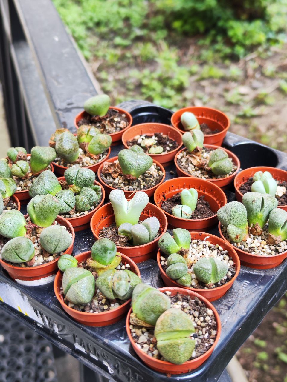 Плейоспилос Нелли Грин уцен. (Pleiospilos Nelii Green) D5см